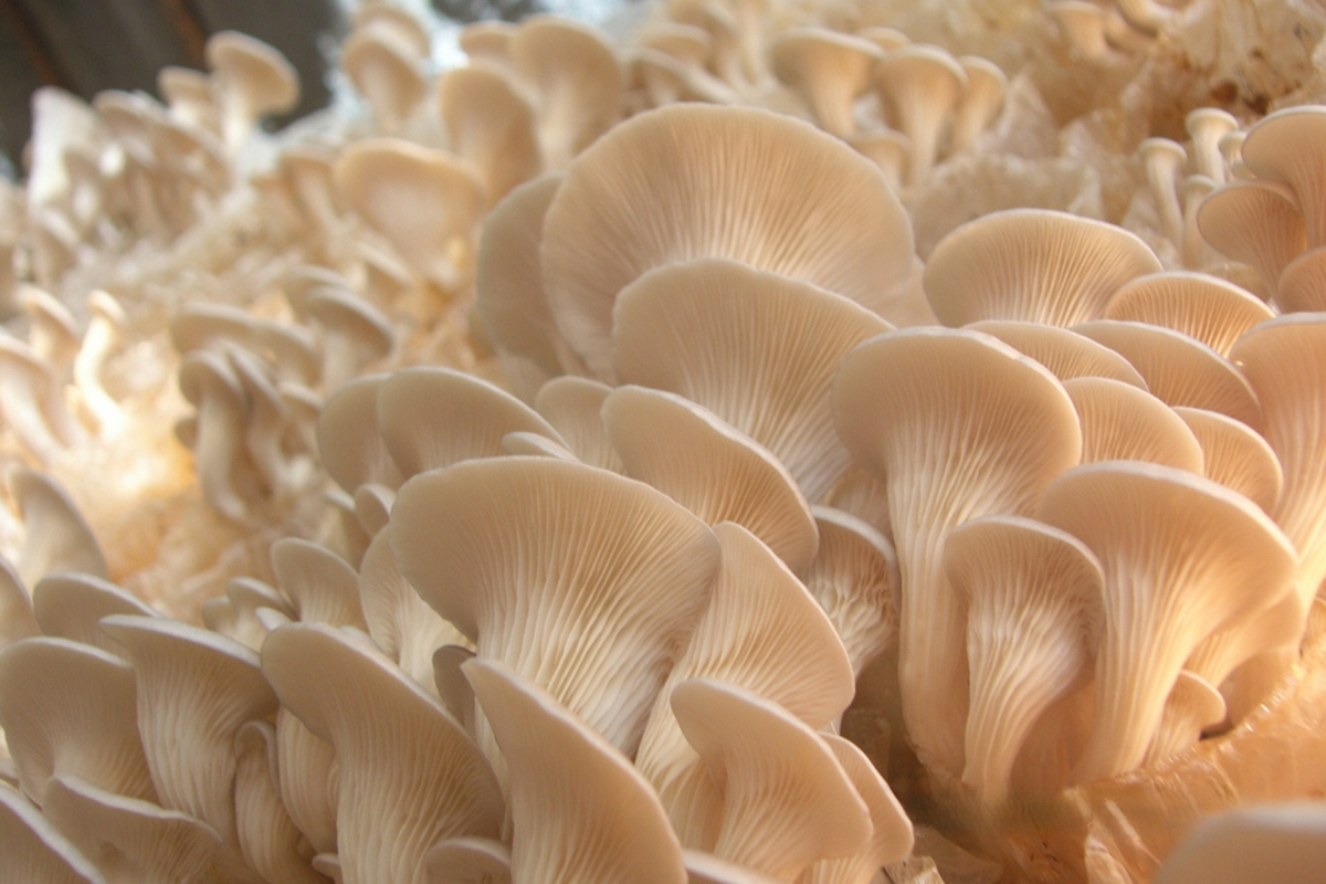 Do fungi play a role in rosacea?